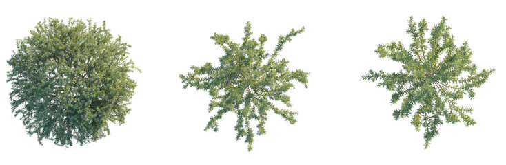 Rosemary tree plan top view png cutout isolate © Đỗ Hải