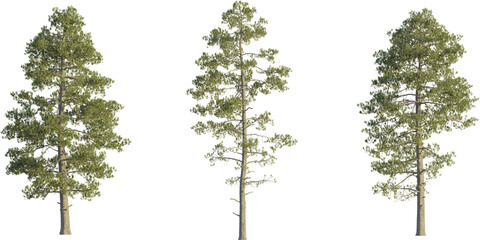 Stewartia pseudocamellia tree 4k png cutout