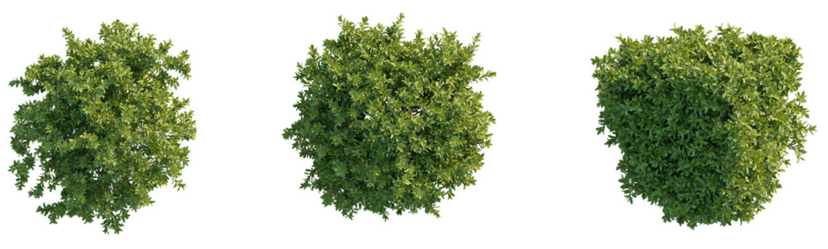 Laurus nobilis tree plan top view png cutout isolate	