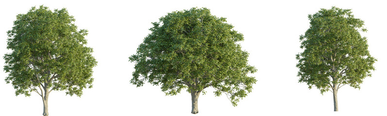 Obraz premium Fraxinus ornus tree 4k png cutout isolate