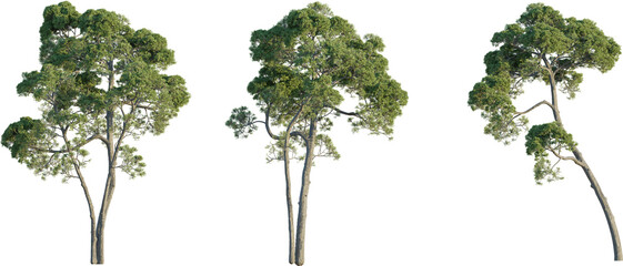 Pinus halepensis tree 4k png cutout isolate