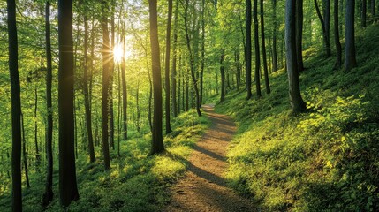 Obraz premium Lush green forest with tall trees dappled sunlight and a winding path