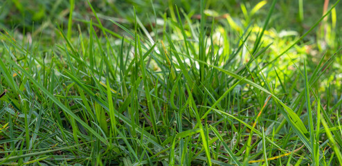green grass for wallpaper with beautiful background fill light