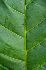 green leaves for wallpaper or desktop, with diffuse botanical texture background and full of life, intense colors and natural geometries