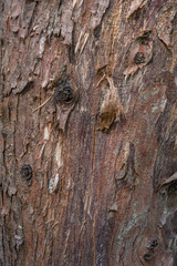 tree trunk texture with stumps and thick wood shapes, giving a feeling of rusticity and natural structure with strong life in natural light