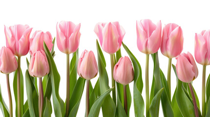 Fototapeta premium Bouquet of tulips flower frame on transparent background