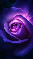 Purple rose close-up with glowing petals, artistic floral concept
