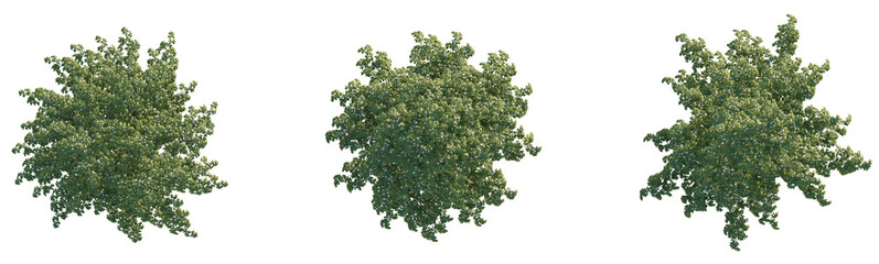 Stewartia pseudocamellia tree plant 4k png cutout	
 transparent