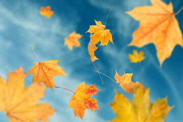 Golden autumn leaves falling against sky with clouds