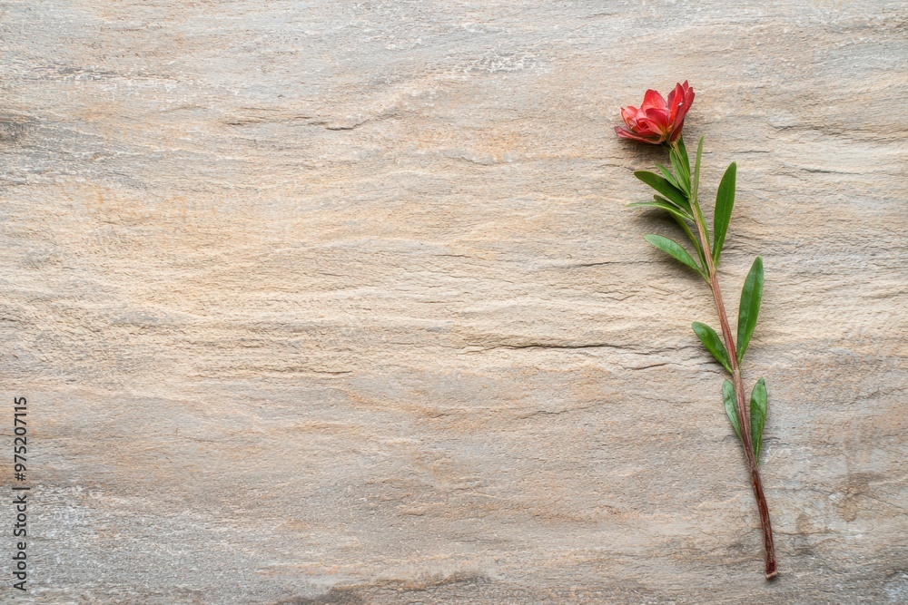 Poster Vibrant red flower on wooden background