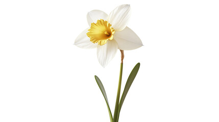 Fototapeta premium A single white flower with a yellow center. The flower is the only thing in the image