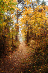 autumn in the forest