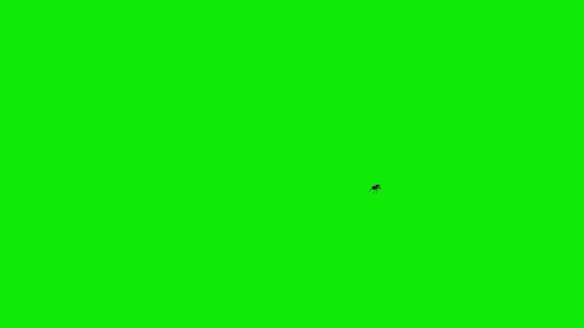 Black House Fly - Flying Around Screen Loop - Green Screen - Realistic 4K UHD 3D animation isolated on chroma key background