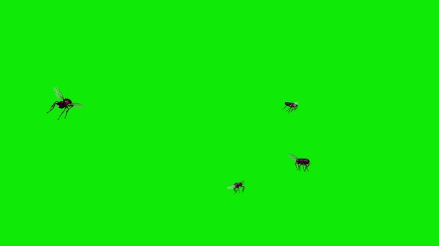 Swarm of 7 Black House Flies - Seven Bugs - Flying Around Screen Loop - Green Screen - Realistic 4K UHD 3D animation isolated on chroma key background