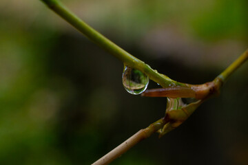 bamboo branches shoot and leaves with rain droplets in rainy season Miyagi Japan