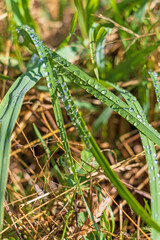 Water drops on the grass at dawn