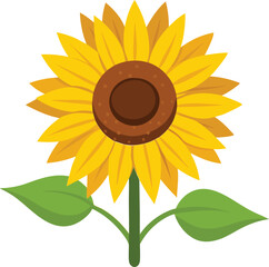 sunflower vector illustration 