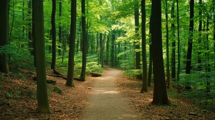 Obraz premium A serene forest path surrounded by lush green trees and fallen leaves.