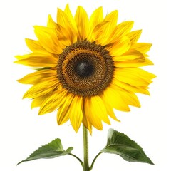 a vibrant yellow sunflower in full bloom