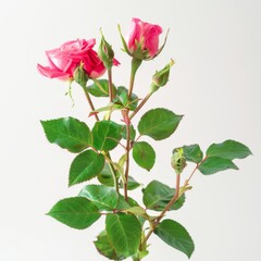 a small rosebush with vibrant pink roses in bloom