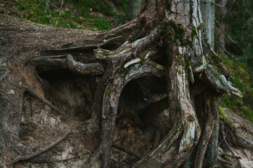 macro shooting of tree roots from underground in estonian forest