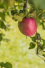 A red ripe apple on a branch of an apple tree in the morning, vertical photo