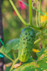 close up One green ripe cucumber on a bush among the leaves