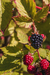 On a background of green leaves, blackberries that are ripe and turning red