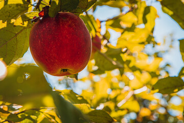 red ripe apple on an apple tree branch