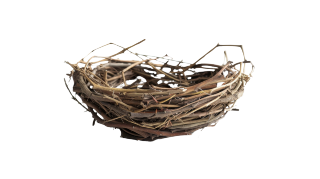 Birds nest empty on transparent background