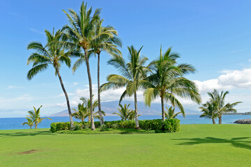 Fototapeta premium vacation, Hawaii, plants, island, flower, sun, tropical, ocean, beach, palm trees, resorts