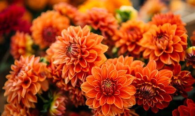 Close up of orange dahlias background