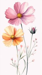 Fototapeta premium Watercolor Illustration set of Pink cosmos flowers on a white background,spring summer nature,Vibrant pink cosmos blooming,Children's card,banner,raindrops drawn by hand.