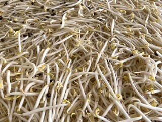 close up bean sprouts for cooking