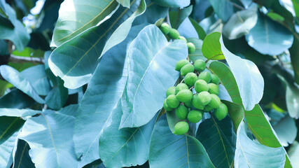 Bunch of Myrolan Wood. Green raw fruits of the king of herbs Chebulic Myrobalan (Terminalia chebula Retz.) on green leaf background with copy space. Selective focus