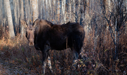 moose in park national park