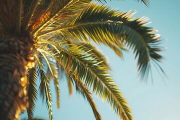 Fototapeta premium Palm tree on blue sky background. Top view of palm tree