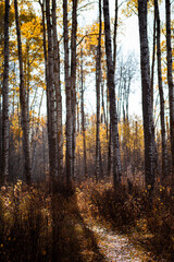 autumn forest in the morning