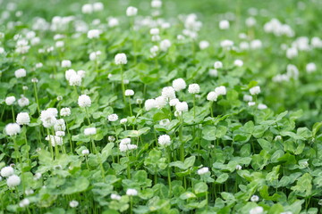 white clover flowers on green color bokeh background	
