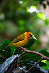 yellow bird