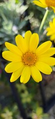 Flowers in the garden