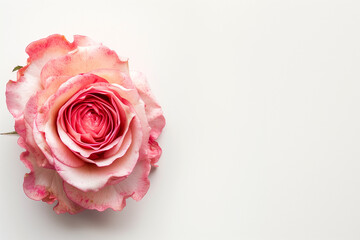 Single Rose on Clean Solid Background