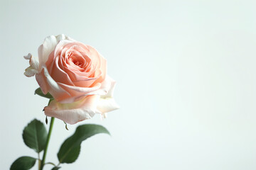 Fototapeta premium Single Rose on Clean Solid Background