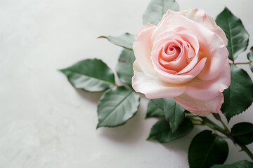 Fototapeta premium Single Rose on Clean Solid Background