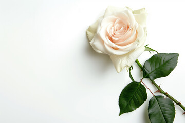 Naklejka premium Single Rose on Clean Solid Background