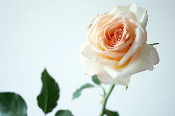 Single Rose on Clean Solid Background