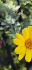 yellow flower in the garden