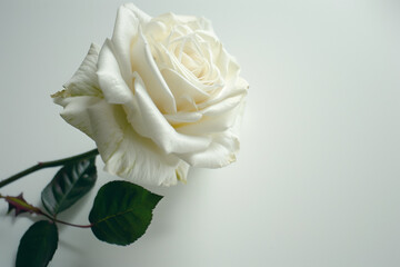 Single Rose on Clean Solid Background