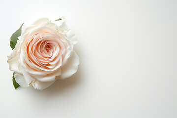 Single Rose on Clean Solid Background