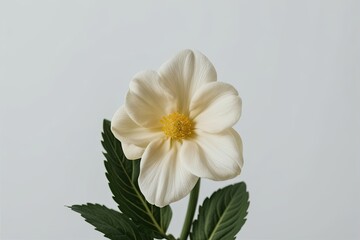 Fototapeta premium Isolated Garden Flower Image on White Background for Nature Lovers